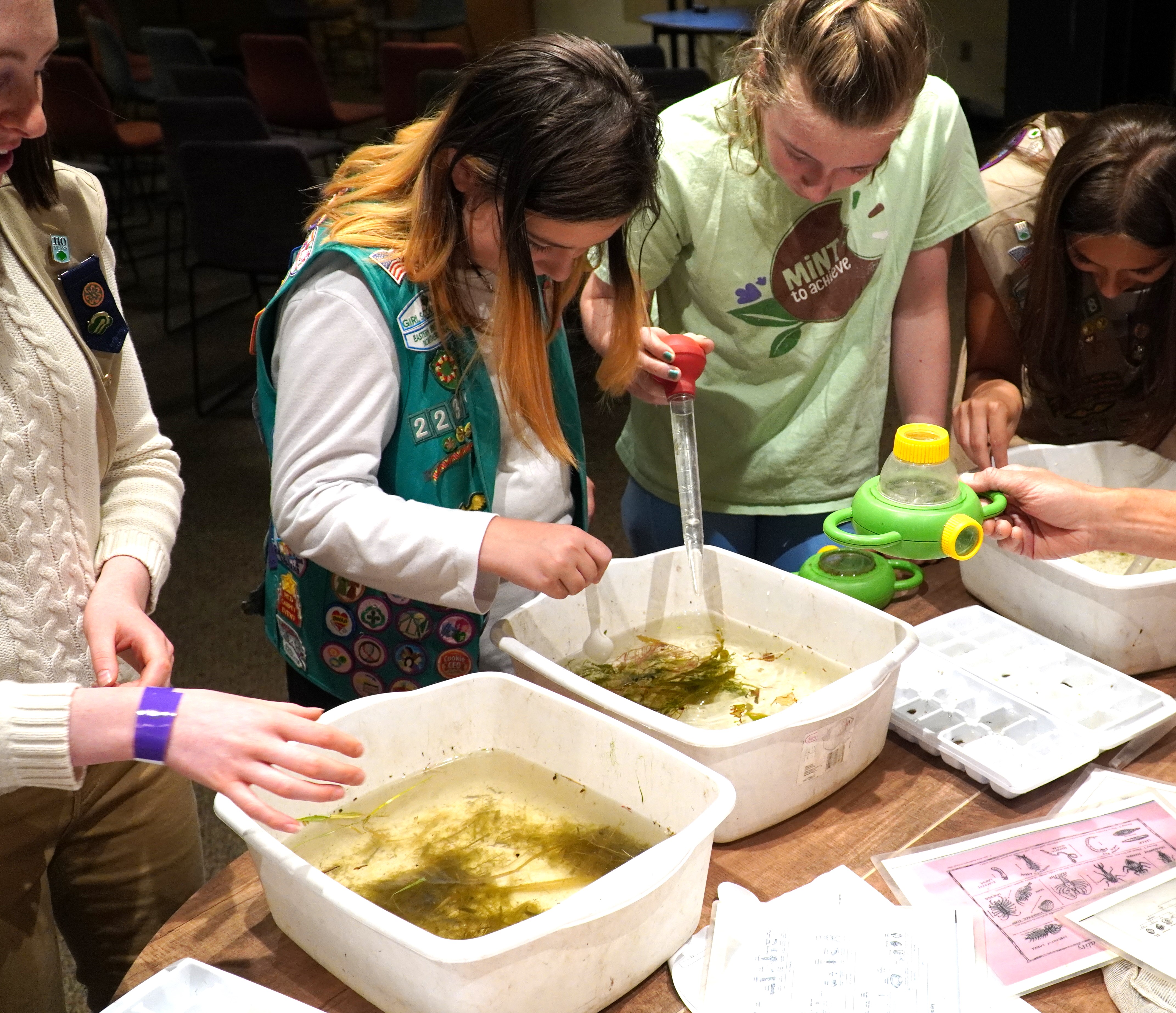 Girl scouts and students examine water samples looking for critters.